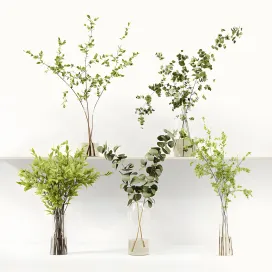 Collection indoor plants